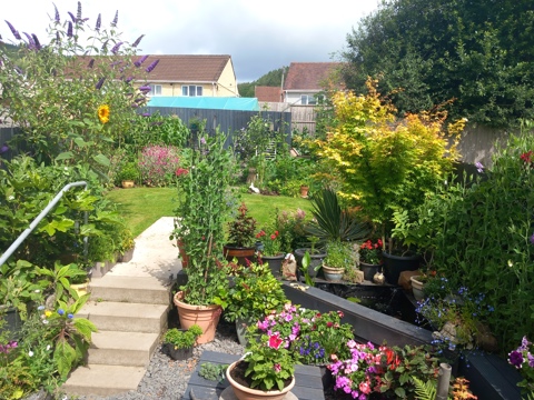 An image of a garden