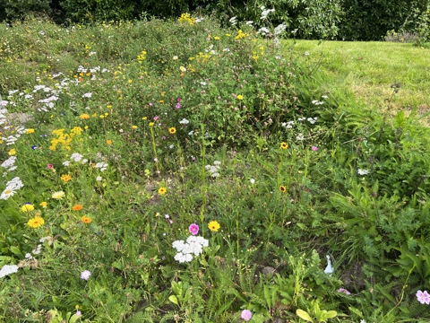 Tai Tarian apprentices