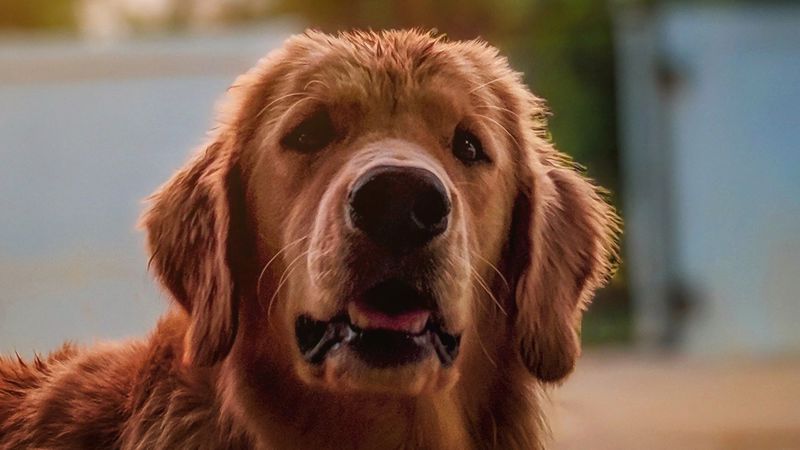 A dog