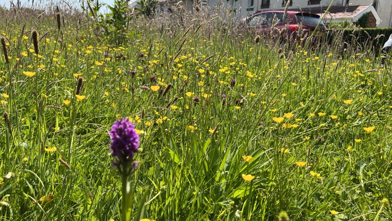 How a simple change helped nature to thrive